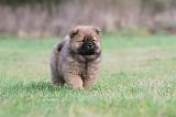 CHOW CHOW 318